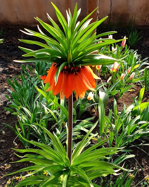  - Florile din gradina casei-2012-2013