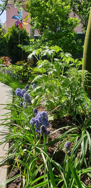  - Florile din gradina casei-2012-2013