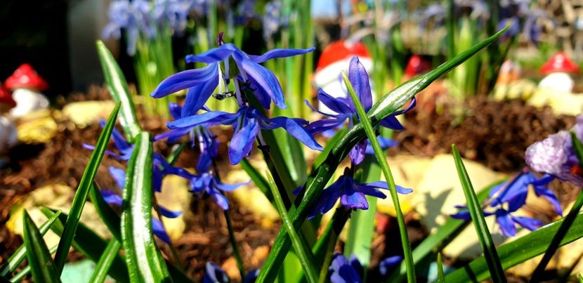  - Florile din gradina casei-2012-2013