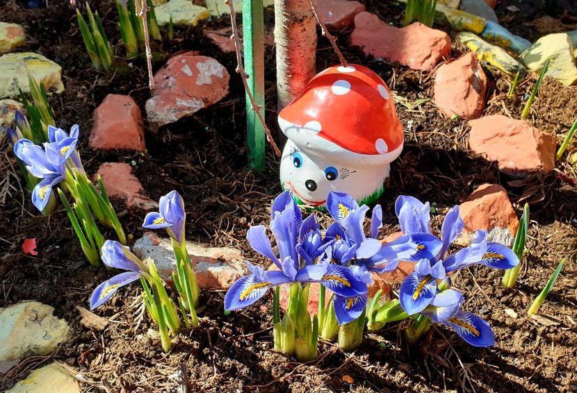  - Florile din gradina casei-2012-2013