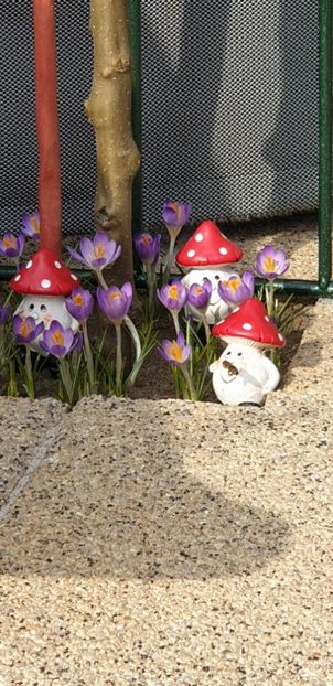  - Florile din gradina casei-2012-2013