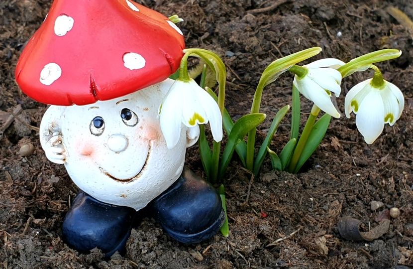  - Florile din gradina casei-2012-2013