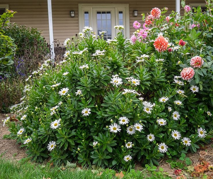 nipponanthemum_nipponicum_25 - ARBUSTI DE VANZARE  1