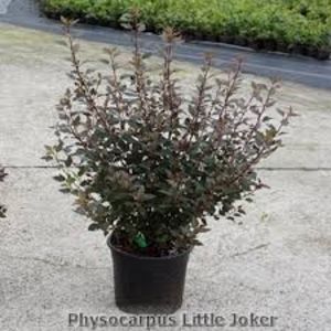 physocarpus little jocker 30 - ARBUSTI DE VANZARE  1