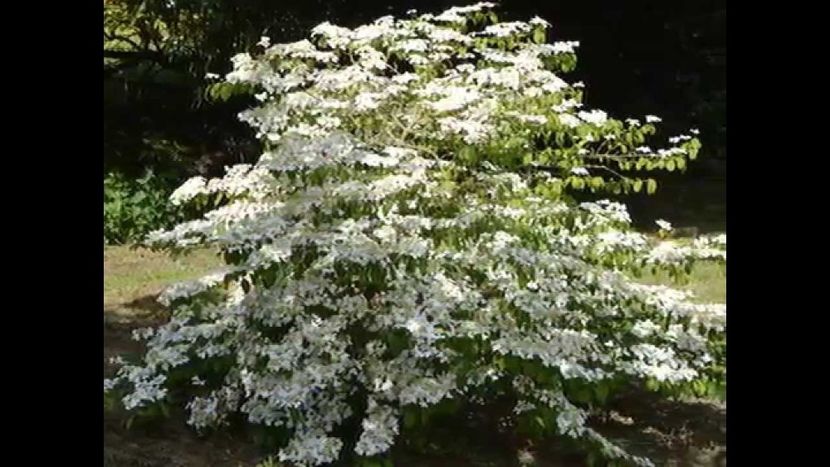 viburnum plicatum mariesii 30 - ARBUSTI DE VANZARE  1