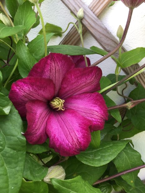 1EF2A706-857C-49FD-A54A-4026DB8B3200 - GRADINA 2019