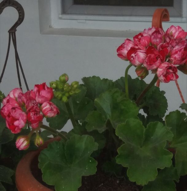 Muscata lalea3 - Muscate de colectie