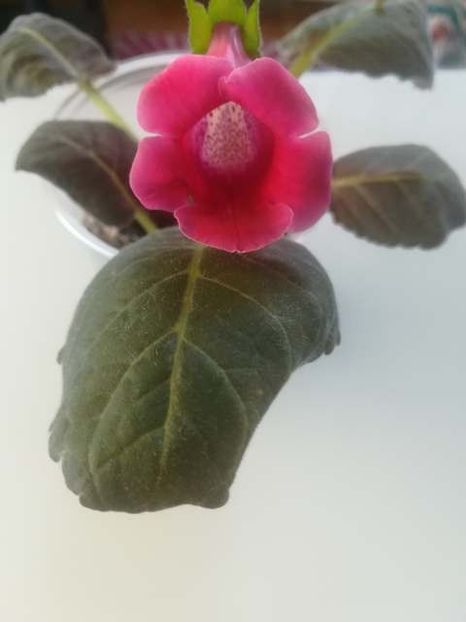 19-18 - gloxinii si minisiningii 2019