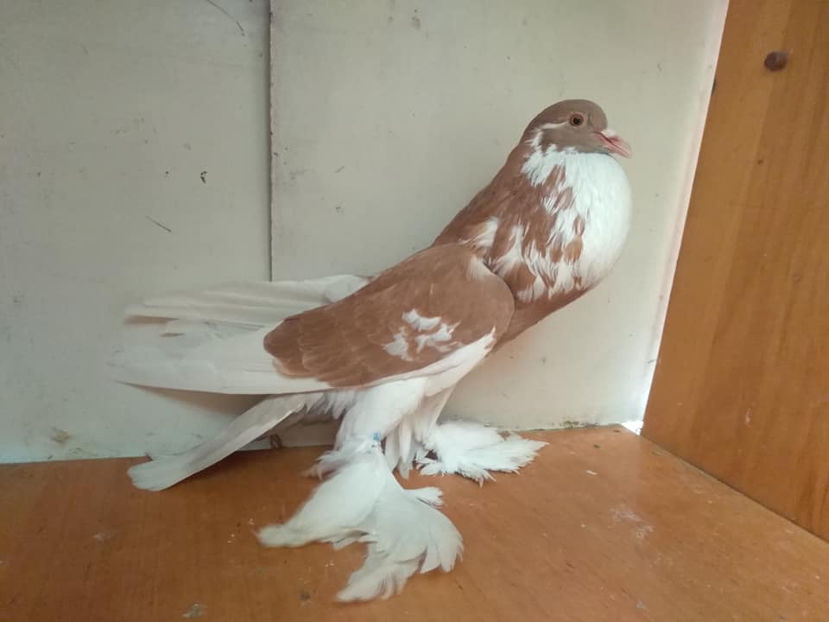 F.2018 - Porumbei  vinduti