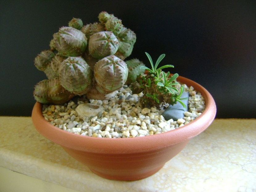 Grup de 2 Euphorbia - Caudiciforme si bulbi 2019