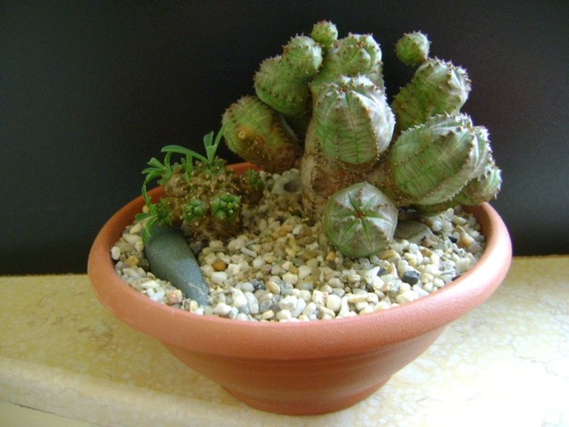 Grup de 2 Euphorbia - Caudiciforme si bulbi 2019