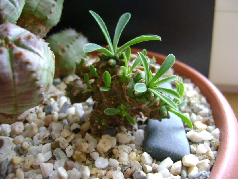 Euphorbia x japonica - Caudiciforme si bulbi 2019