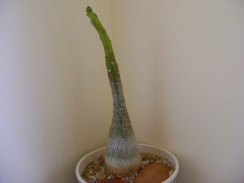 Pachypodium decaryi - Caudiciforme si bulbi 2019