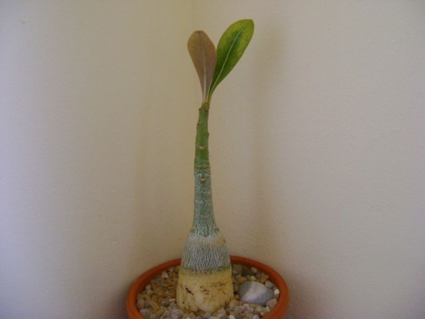 Adenium obesum - Caudiciforme si bulbi 2019