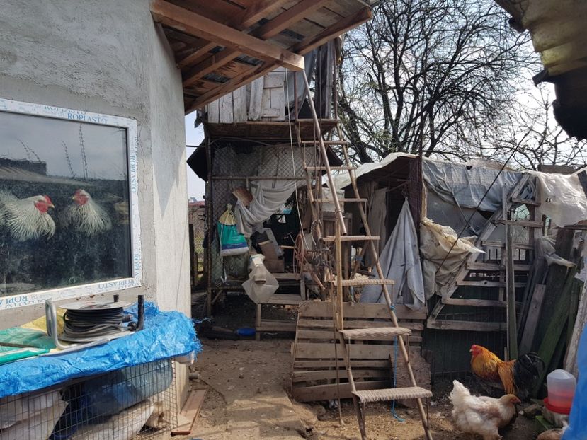 Asta a fost inainte... - A__Adapost pasari - camera iarna