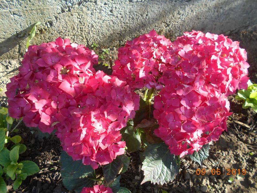  - 2Azalee-rhododendroni-hortensii-hoste 2019