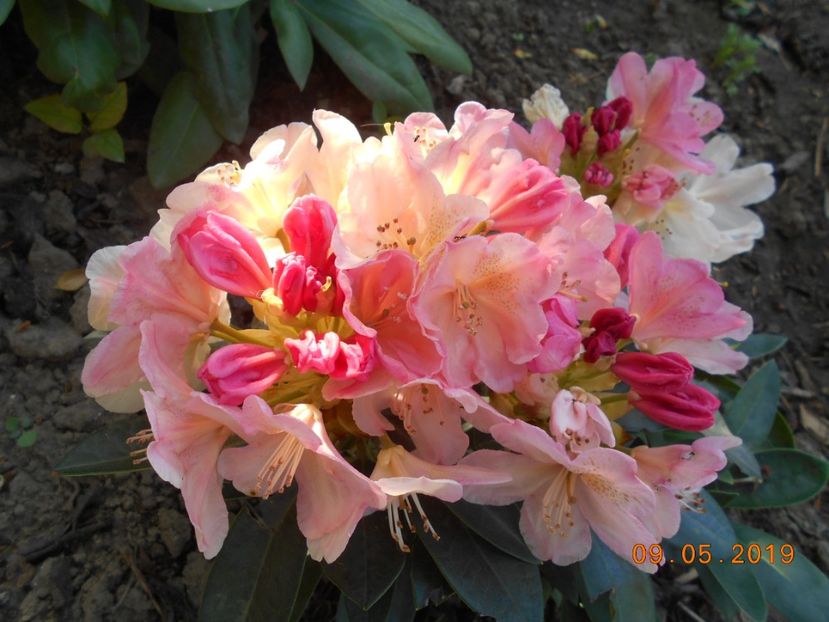 rododendron Percy Wiseman - 2Azalee-rhododendroni-hortensii-hoste 2019