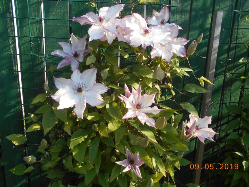  - 2Clematite 2019