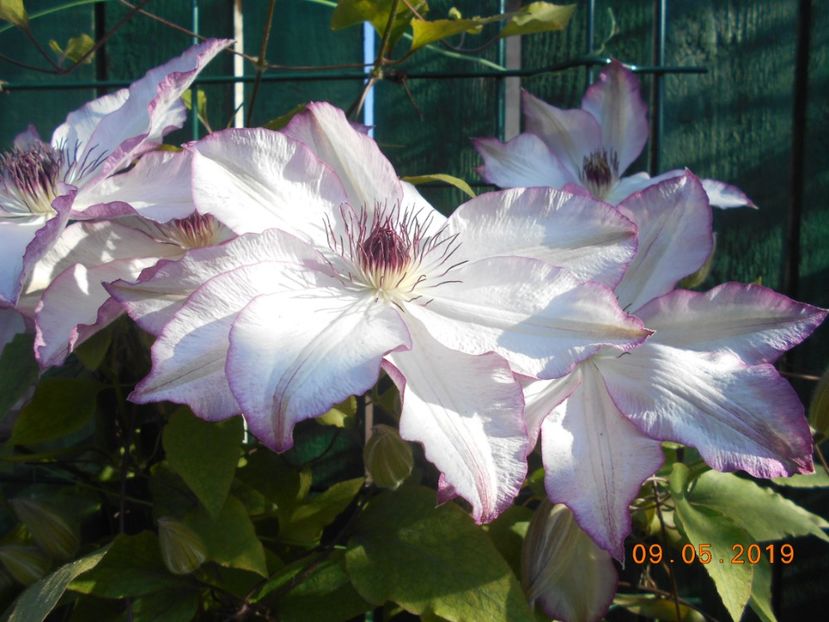 Omoshiro - 2Clematite 2019