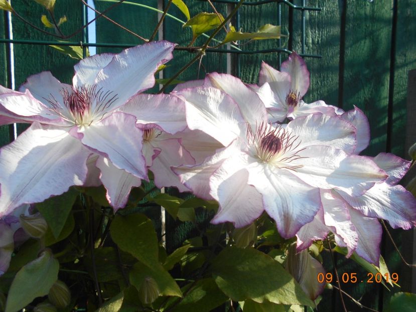 clematita Omoshiro - 2Primavara2019