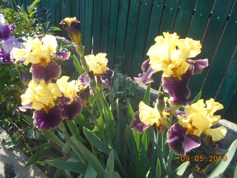 Iris On the Town - 2Primavara2019