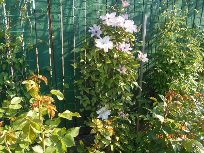  - 2Clematite 2019