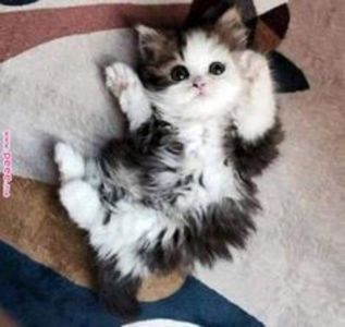 7a940c6136d182b20c3da0a7bcbb5a52 - CUTE CATS 2019