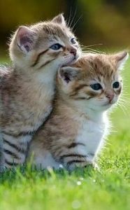 25b1dfdde72ca2ab13ec7335862198c3 - CUTE CATS 2019