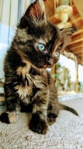 8155dbb75bdc144e3eae970ee445f697 - CUTE CATS 2019