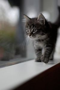 00be890940ab5c37409e6b3b2298abb7 - CUTE CATS 2019