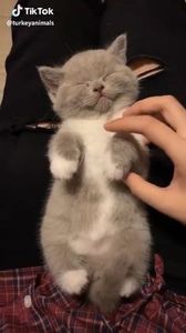 78c241077712d4edc07ee24d9de62421 - CUTE CATS 2019