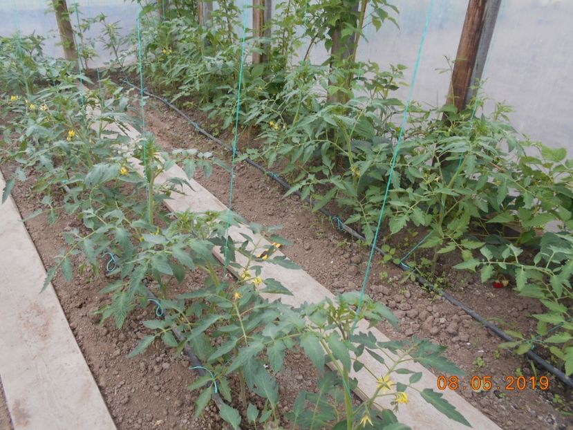  - 2Gradina de legume 2019