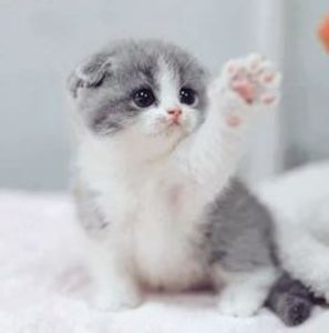 91e3e822ac393fce619b93df53d153b9 - CUTE CATS 2019