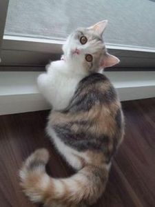 698e31e1ab976e8cc4a2dbfcc136079b - CUTE CATS 2019