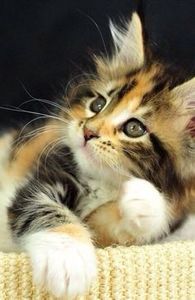 50203fc3489b64fb285c8e14feb15af0 - CUTE CATS 2019