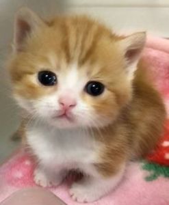 87c7aeaf280d615a73a181c5b621e323 - CUTE CATS 2019