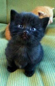 898a3afd668e0ff727a2516e7dd2d3c2 - CUTE CATS 2019