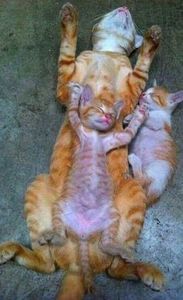 20968f3ab84769546c27bc90fdb4a176 - CUTE CATS 2019