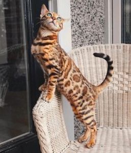 34928befd0e850dde42d72e3c62f6af2 - CUTE CATS 2019