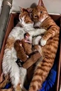 4b905de34f8c3be4ab7d6bdcd3482d44 - CUTE CATS 2019