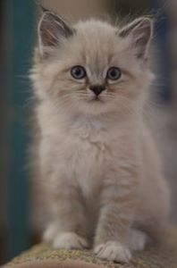 55839f8c153476e80a0a6d49ffd3146a - CUTE CATS 2019