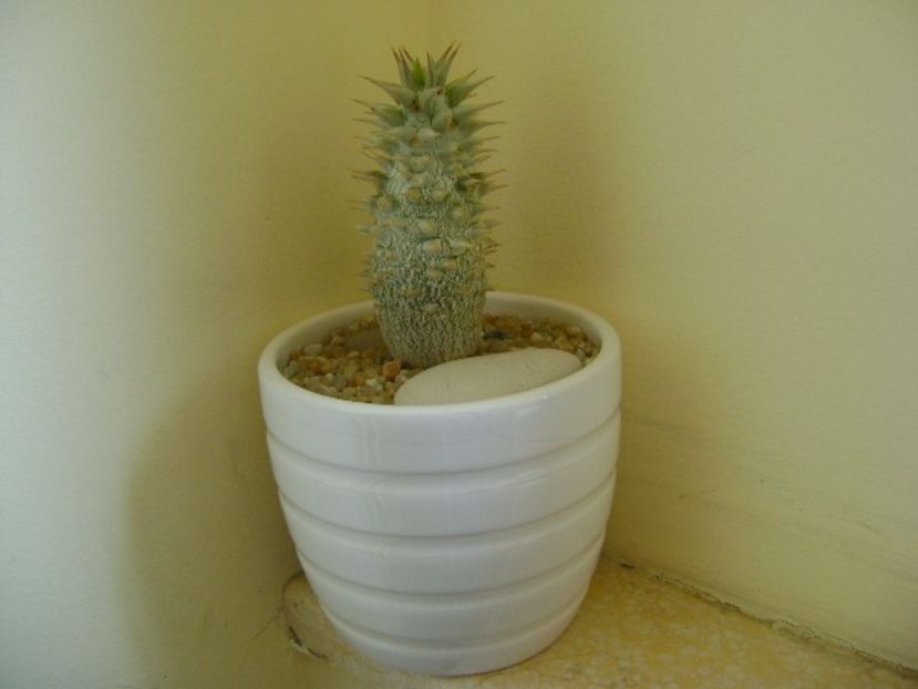 Pachypodium horombense - Caudiciforme si bulbi 2019