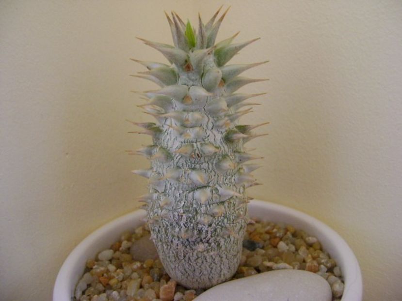 Pachypodium horombense - Caudiciforme si bulbi 2019