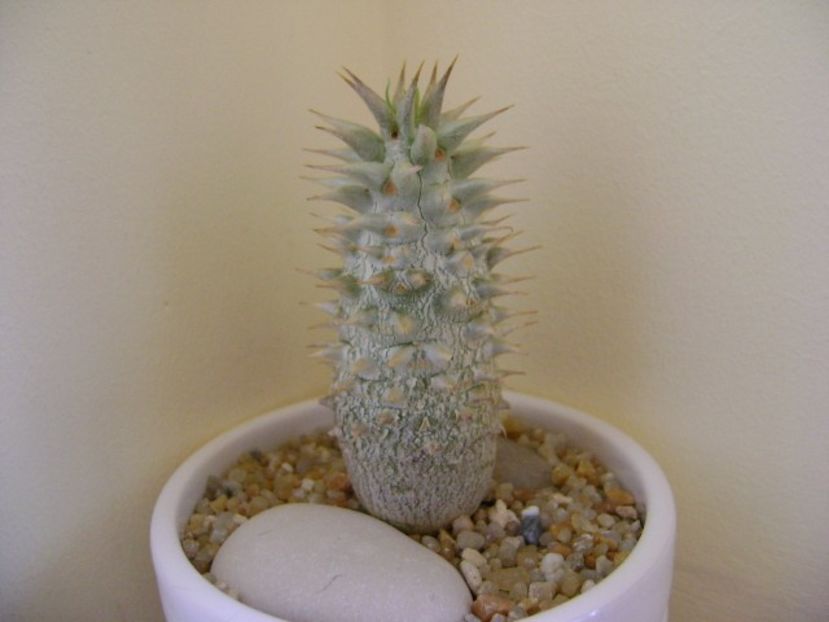 Pachypodium horombense - Caudiciforme si bulbi 2019