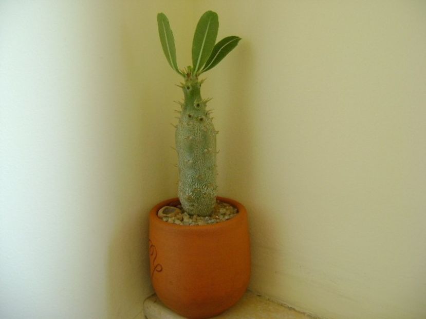 Pachypodium rosulatum - Caudiciforme si bulbi 2019