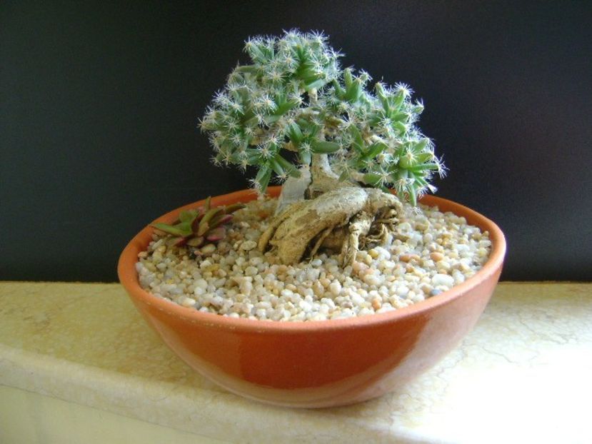 Trichodiadema densum - Caudiciforme si bulbi 2019