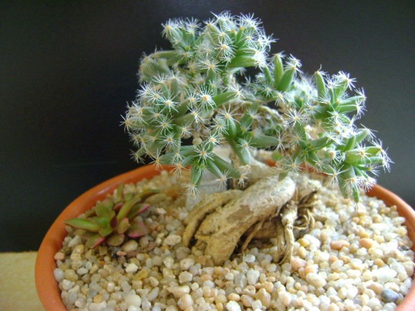 Trichodiadema densum - Caudiciforme si bulbi 2019