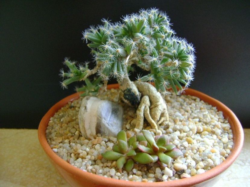 Trichodiadema densum - Caudiciforme si bulbi 2019