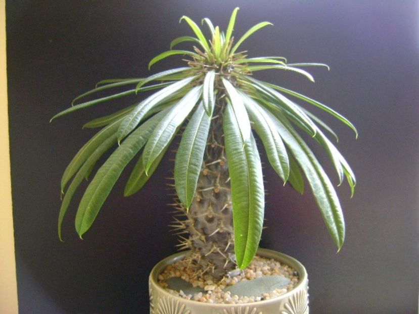 Pachypodium lamerei - Caudiciforme si bulbi 2019