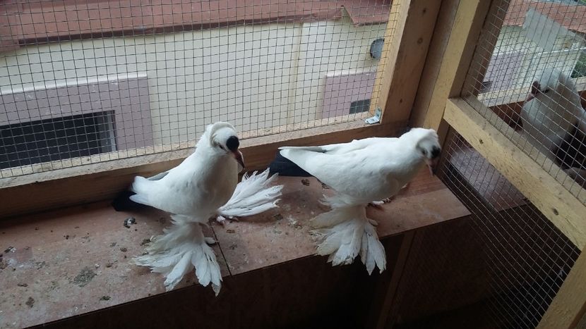  - Randunele de Saxonia